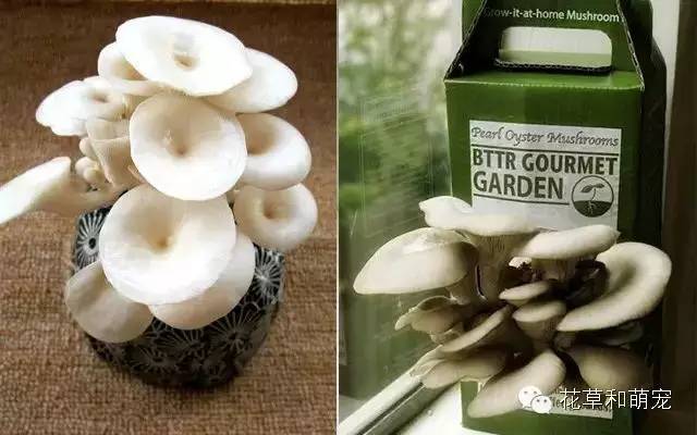怎么在家里简单一点的种蘑菇,城里人想种菜怎么种