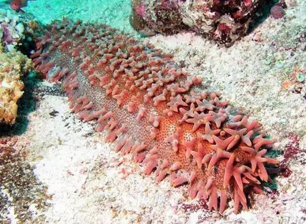 娴峰崡鐢蜂汉鐨勪紭缂虹偣,娴峰崡鐢蜂汉鍥涘ぇ鐞嗘兂