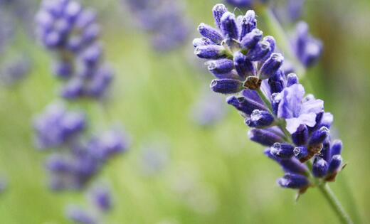 薰衣草什么时候开花最好看,衣草适合在什么季节开花