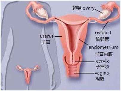 五种保护子宫的办法，女性朋友要注意了。