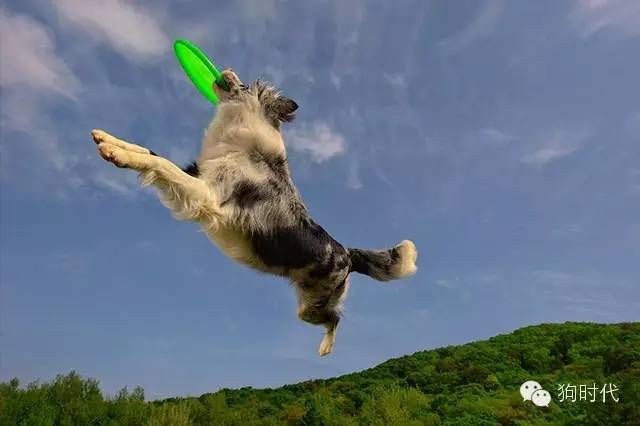 狗狗到底能不能吃蛋清,狗狗到底能不能吃咸的