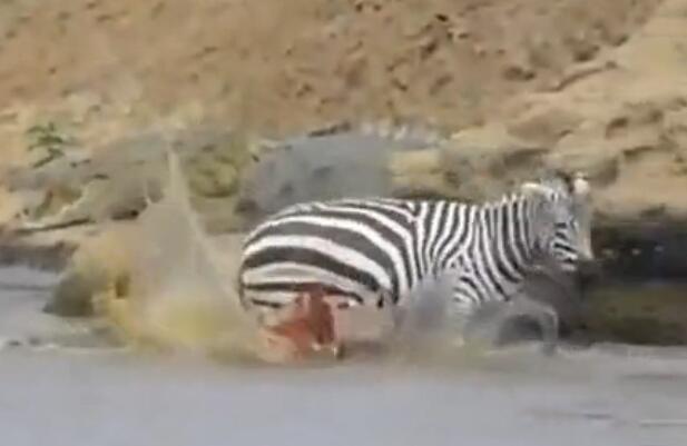 鳄鱼咬破蟒蛇的肚子,斑马被鳄鱼狠咬肚子后逃脱