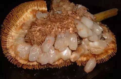 吃过这五种水果是土豪,这些水果吃过一半以上的全是土豪