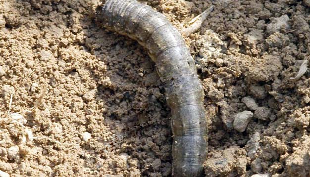 土豆上虫子太多怎么办,土豆烂了长白色虫是什么虫