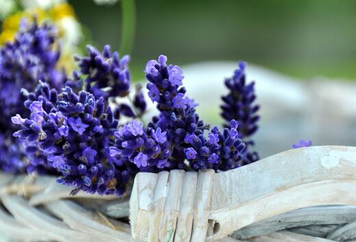 薰衣草什么时候开花最好看,衣草适合在什么季节开花