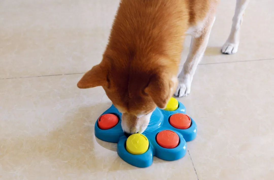 柴犬实测7款玩具：网络上的热门款玩具适合它玩耍吗？