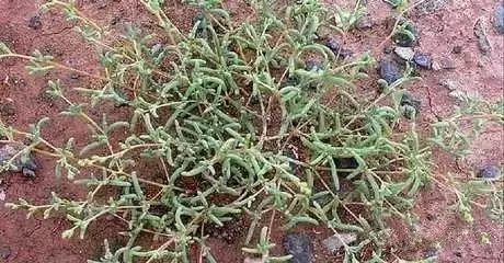 新疆南疆野生动物图片,南疆常见绿化植物