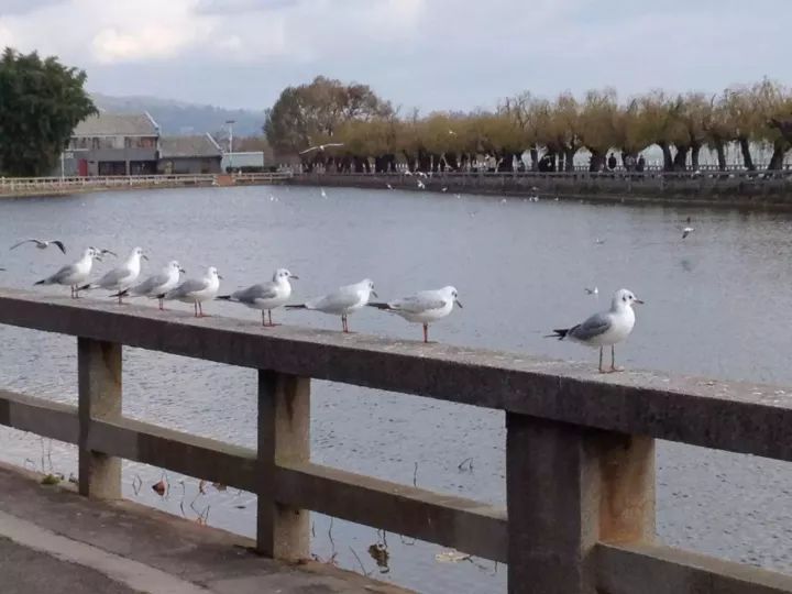 昆明看红嘴鸥最好的地方叫什么,重庆看红嘴鸥攻略