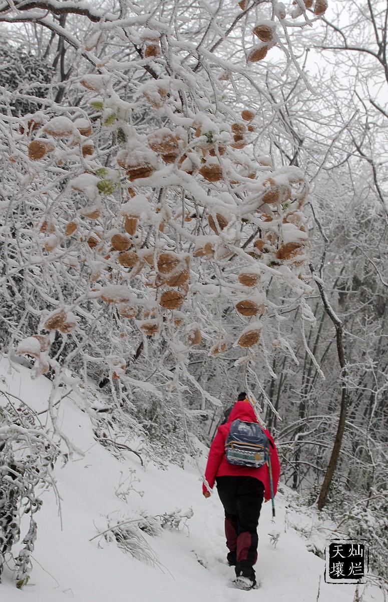赏雪何须去北国,赏雪不用去远方