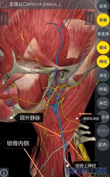 超声引导隐神经阻滞视频教学,超声引导下腰椎旁神经阻滞视频