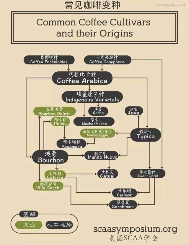 咖啡师入门必看的咖啡知识,精品咖啡学中咖啡的基本知识