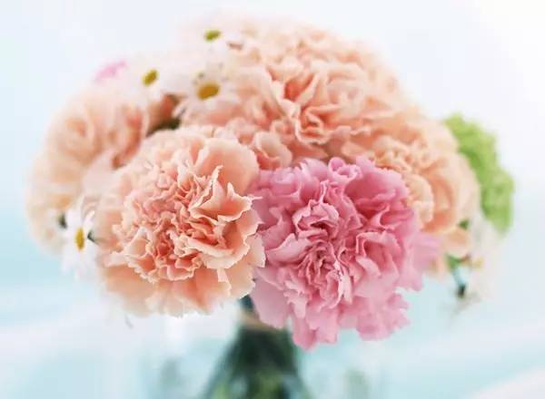 母亲节为妈妈们送上康乃馨,母亲节年年送花可以吗