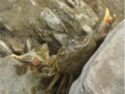 农村乡下水里的这些野货，你小时候有没有捉过？觉得好吃吗？