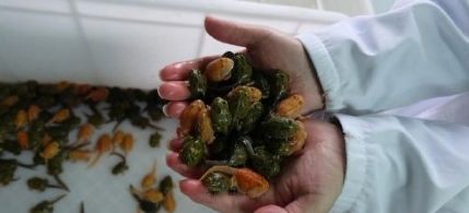 为了养蛙失去女友，这位男子痴迷宠物蛙十年花了近百万｜金融拾趣