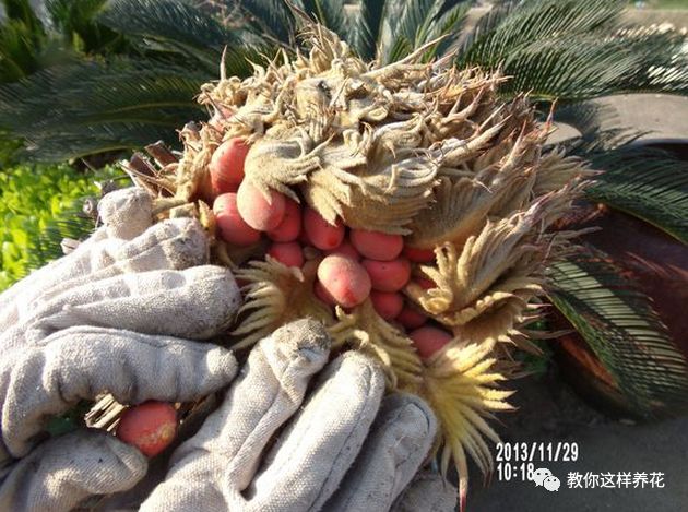 不用种子种的小盆栽简单教程,简单种子盆栽