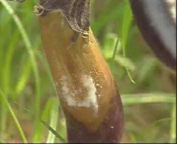 早疫晚疫病怎么用药,早疫和晚疫区别