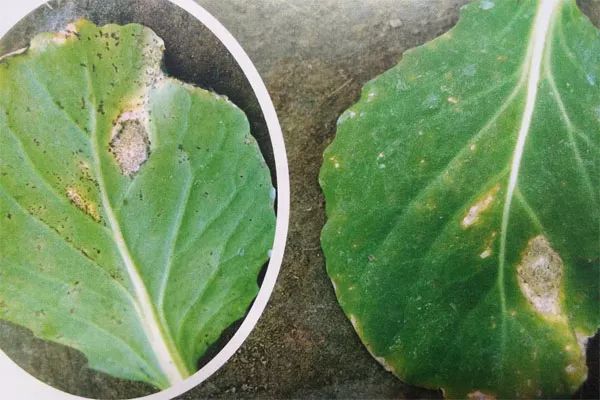 甘蓝黑腐病怎么防治,甘蓝的霜霉病怎么防治