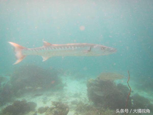 仙本那海岛游玩,仙本那海岛度假