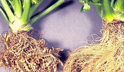 芹菜斑枯病和芹菜根结线虫病的识别和防治方法