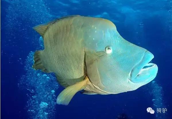 帕劳最新政策消息,帕劳现在怎么样了