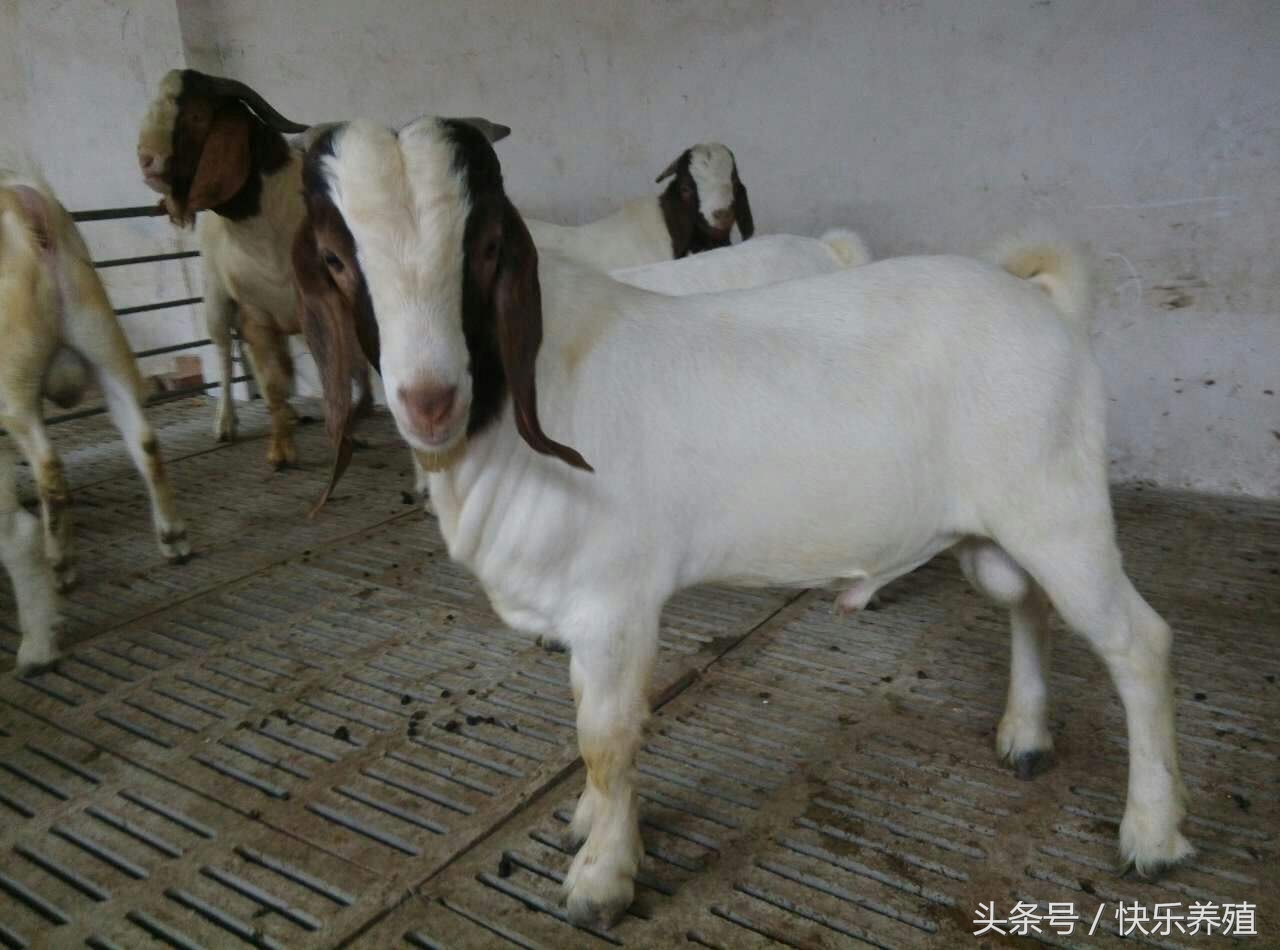 新手买羊一般多少只,新手卖羊的正确方法