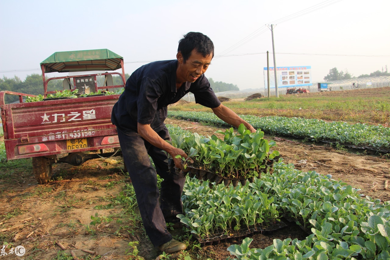 军哥回农村,军哥回村创业