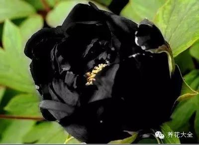 自然界中仅有的八种黑色的花,23种黑色花图片