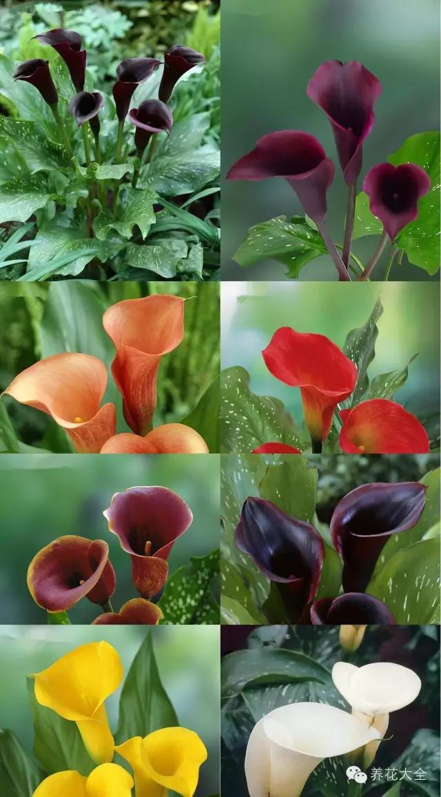 自然界中仅有的八种黑色的花,23种黑色花图片