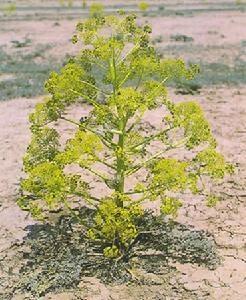 送礼新鲜玩意,从新疆去内地带什么特产