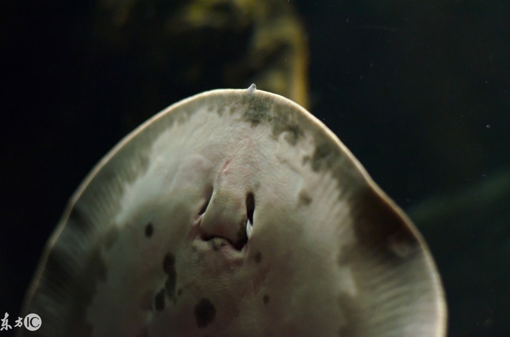 魟鱼好养,养魟鱼