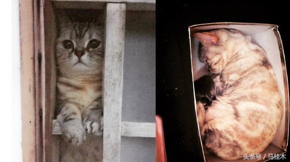 蠢萌猫敷蛛丝面膜，处女座猫奴表示不能忍