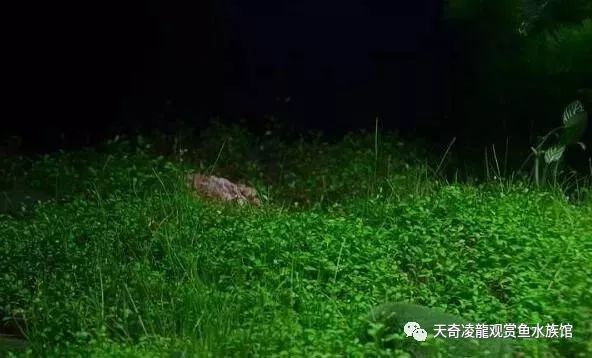 草缸龙鱼,龙鱼裸缸好还是草缸好