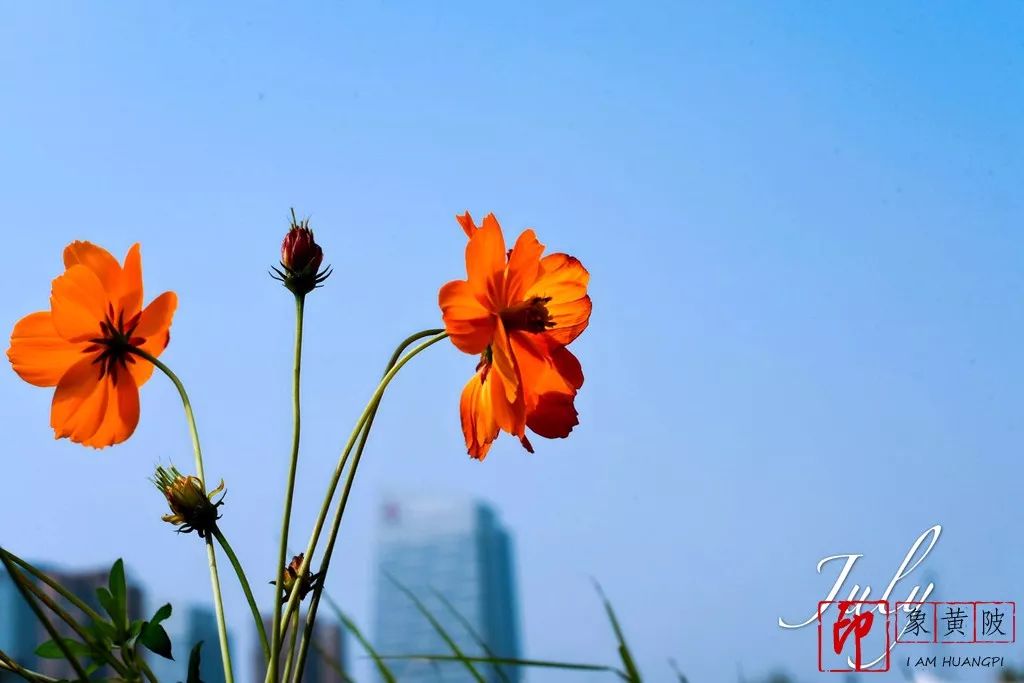 蔡店榨油,蔡店美发店