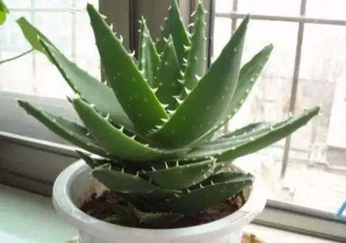 房间放一盆芦荟什么好处,家里养了芦荟可以做什么
