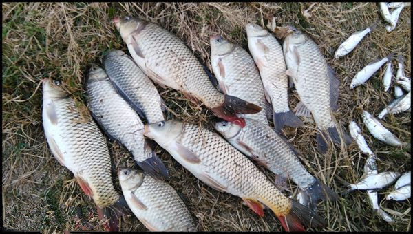 各类钓鱼小药的使用方法及效果,千里香钓鱼小药适合什么季节使用