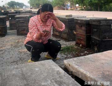 蜂农的心声,记录蜂农生活点滴