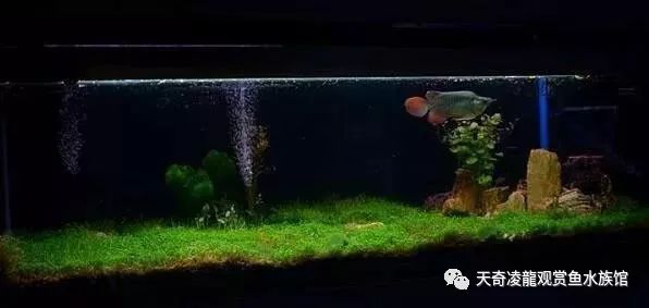 草缸龙鱼,龙鱼裸缸好还是草缸好