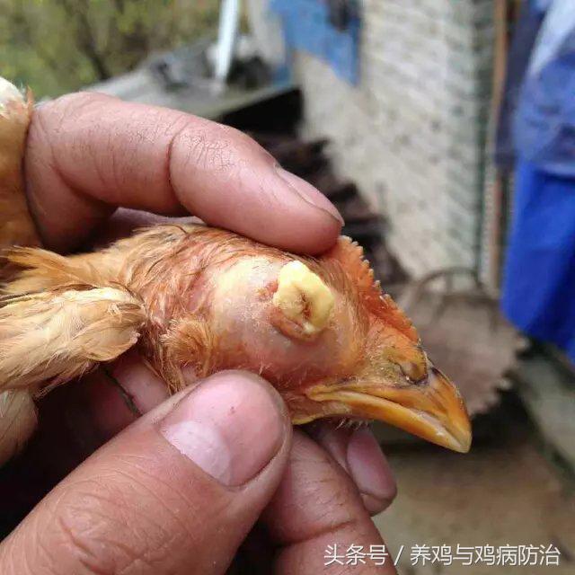 养鸡常见病顺口溜,高温高湿天养鸡常见病