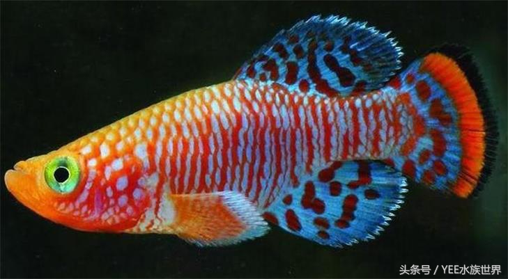 鱼缸生化过滤真的有用吗,鱼缸的生化过滤系统到底有没有用