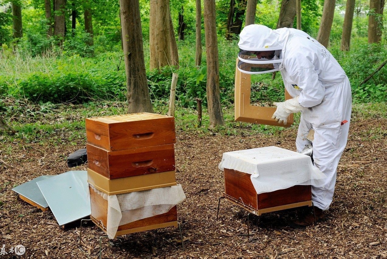 养蜂如何防止蜜蜂死亡,蜜蜂养殖技术养蜂常识