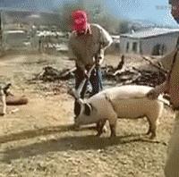 微信gif搞笑动图,gif搞笑动图抖音