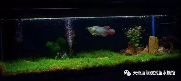 龙鱼和草缸怎么玩？用手玩！