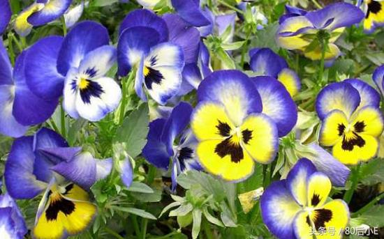 常见花的花语大全简单常见,常见花语大全50种花的花语