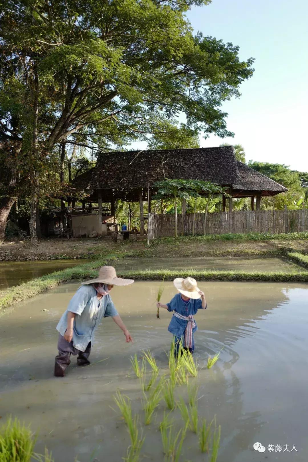 去泰国清迈旅行攻略,最新泰国清迈旅游攻略