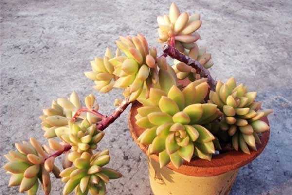 多肉植物蓝鸟吸甲醛吗,能吸甲醛的多肉植物有哪些