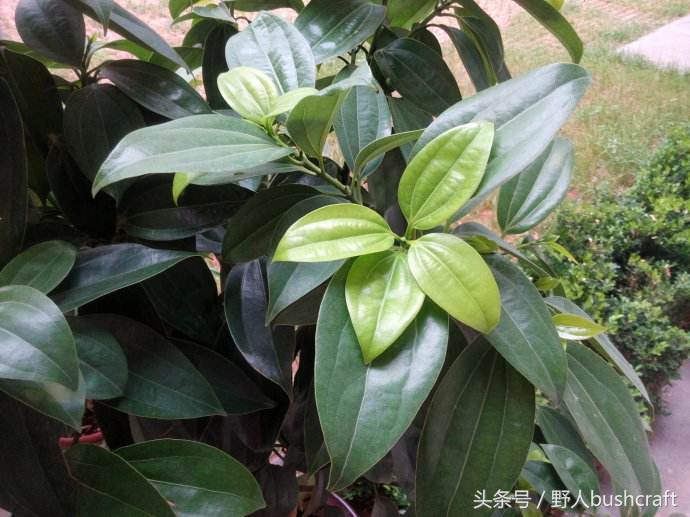 虽为辛温之物，巧用也能医西施之喉痈