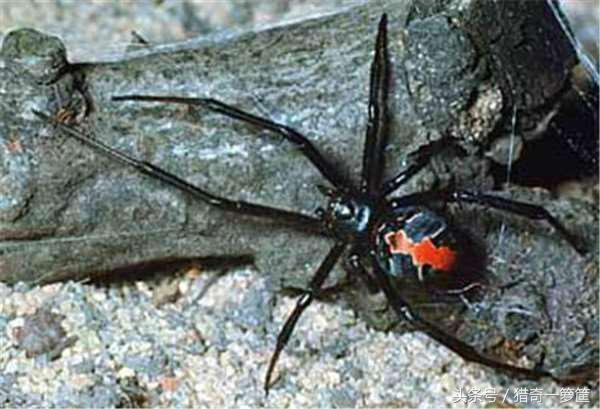 为何动物要自相残杀才能生存,五种会被自己杀死的动物