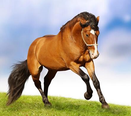 属猴羊的人2024年的运势及运程,生肖猴马羊蛇下个月运势解析