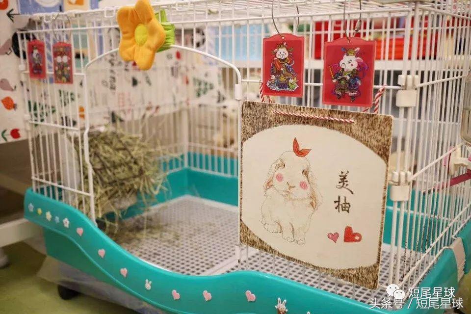 兔笼子哪一款最好,兔兔适合什么兔笼