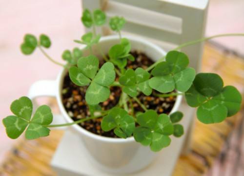 娃儿子不着家娘亲学了种三叶草攻略